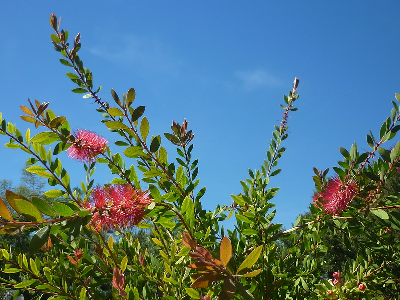 Изображение особи Callistemon citrinus.