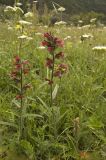 Echium russicum