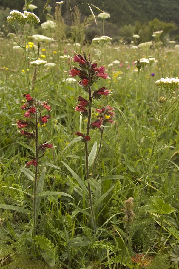 Image of Echium russicum specimen.