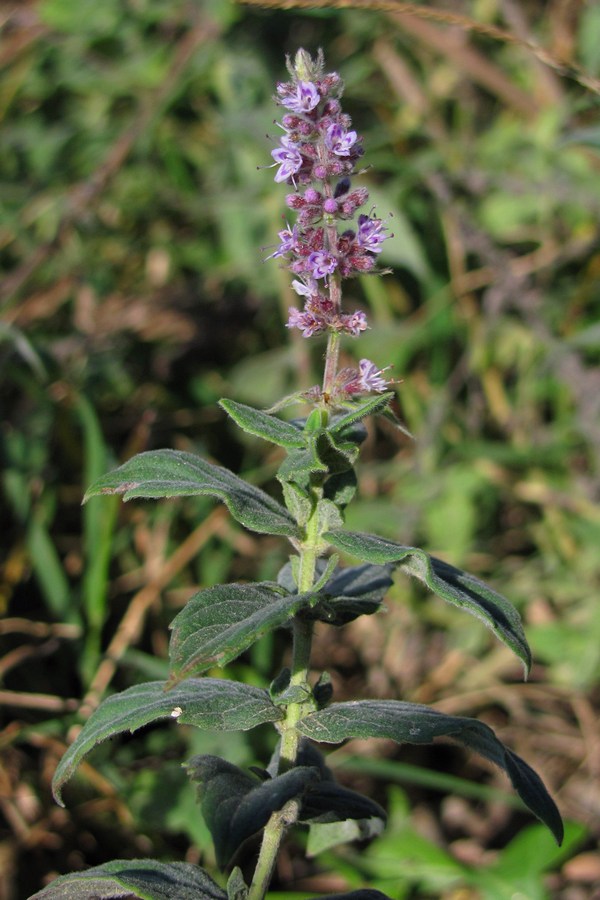 Image of Mentha &times; dumetorum specimen.