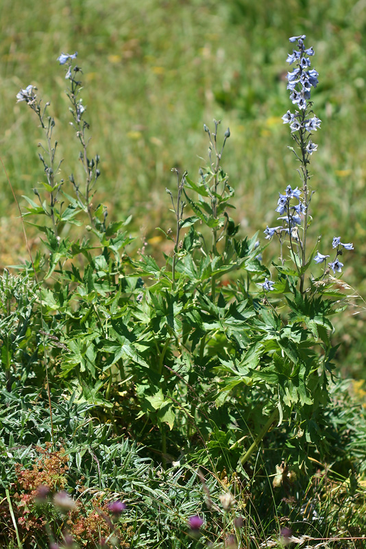 Изображение особи Delphinium speciosum.