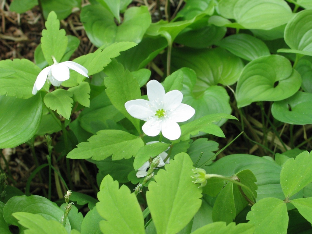 Изображение особи Anemone sciaphila.