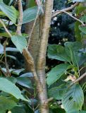Prunus serrulata. Средняя часть скелетной ветви ('Amanogawa'). Германия, г. Krefeld, ботанический сад. 16.09.2012.