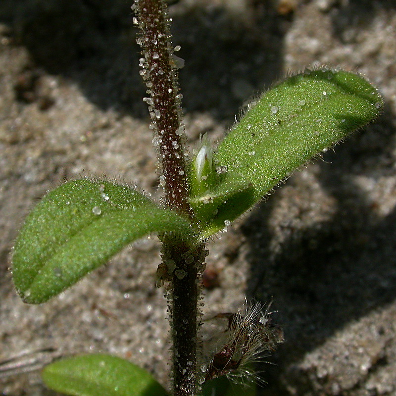 Изображение особи Cerastium semidecandrum.