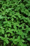 Impatiens parviflora