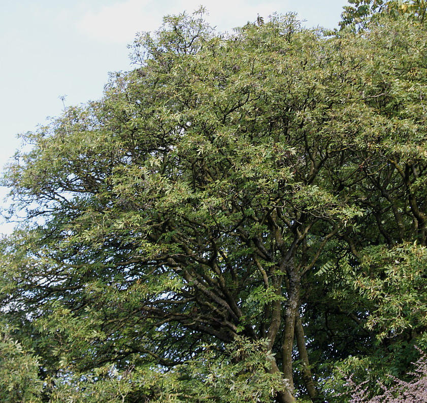 Изображение особи Fraxinus ornus.