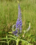 Veronica longifolia. Верхушка побега с соцветиями. Хабаровский край, Ванинский р-н, окр. пос. Высокогорный, разнотравный луг. 02.08.2012.