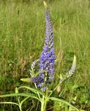 Veronica longifolia