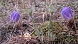 Pulsatilla multifida. Цветущее растение на западном склоне сопки. Республика Бурятия, окр. г. Улан-Удэ, долина р. Верхняя Березовка, опушка леса. 20.05.2012.