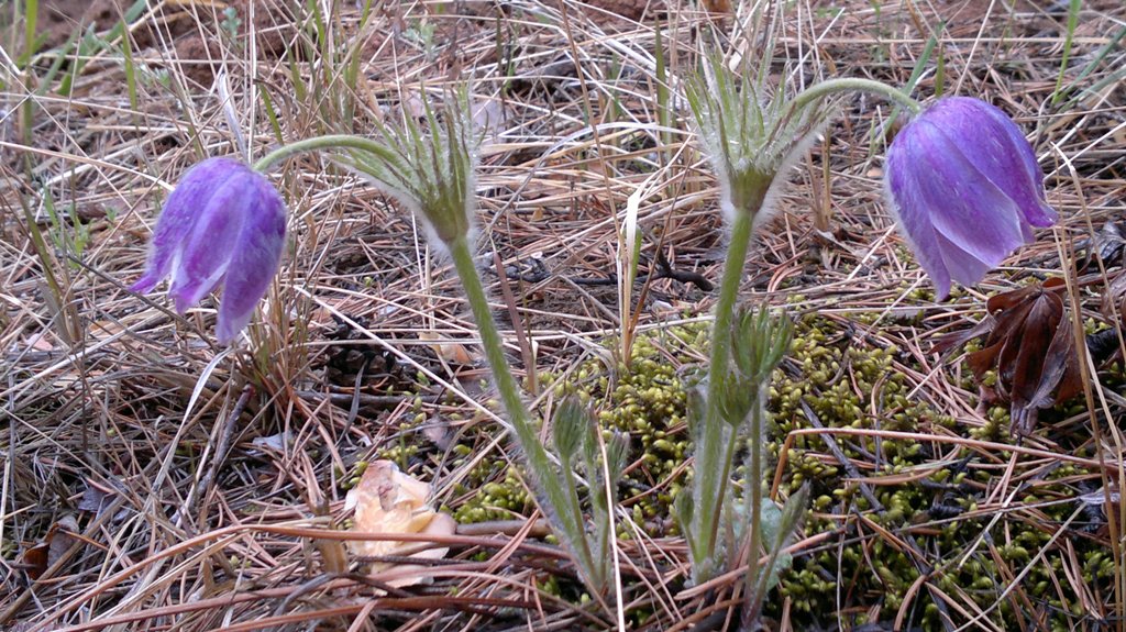 Image of Pulsatilla multifida specimen.