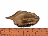 Juglans cinerea × J. cordiformis
