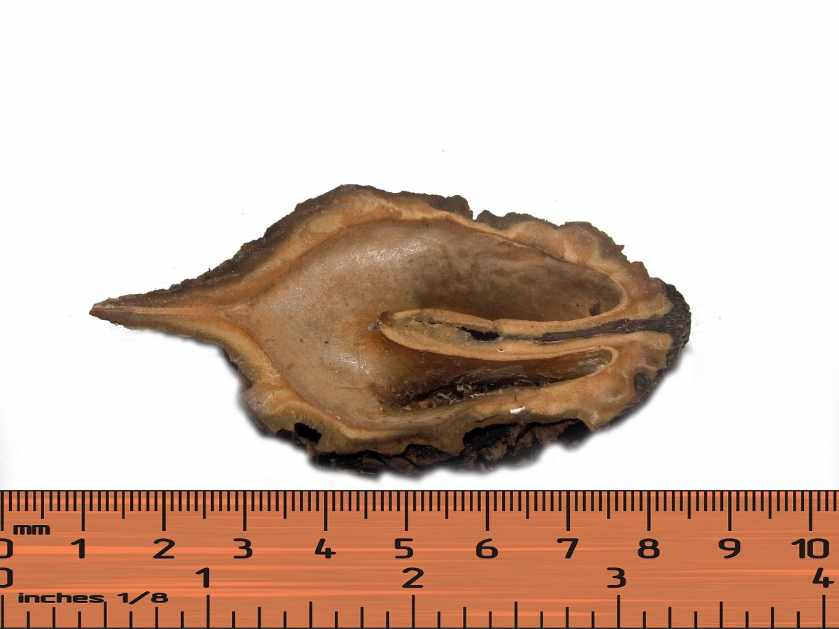 Image of genus Juglans specimen.