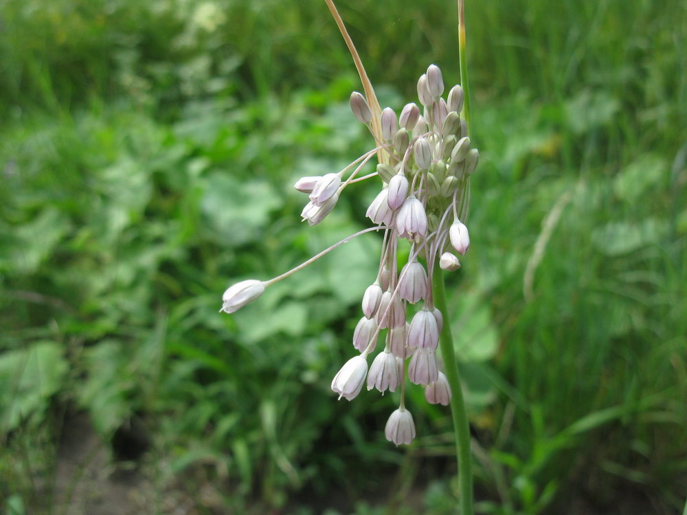 Image of Allium paniculatum specimen.