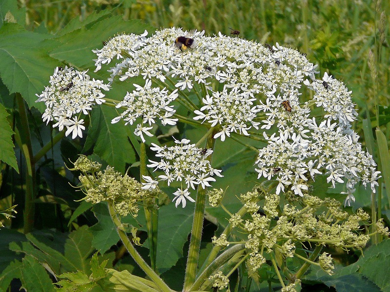 Image of Heracleum dissectum specimen.