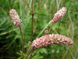 Sanguisorba tenuifolia. Соцветия. Северные Курилы, о. Парамушир, окр. мыса Капустный. Август 2012 г.