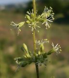 Silene borysthenica. Часть соцветия. Ростовская обл., Персиановская степь, окр. станицы Красюковская, песчаный склон балки. 28.05.2012.