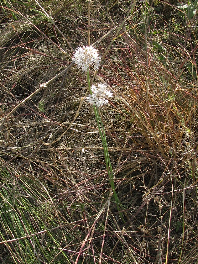 Image of Allium savranicum specimen.