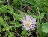 familia Asteraceae. Соцветие. Испания, автономное сообщество Андалусия, провинция Кадис, муниципалитет Тарифа, окр. дер. Эль Лентискаль. 23.02.2013.