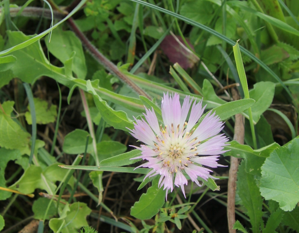 Изображение особи семейство Asteraceae.