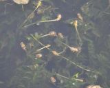 Potamogeton perfoliatus