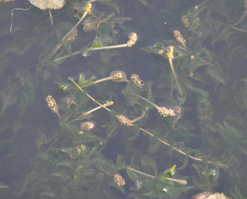 Image of Potamogeton perfoliatus specimen.