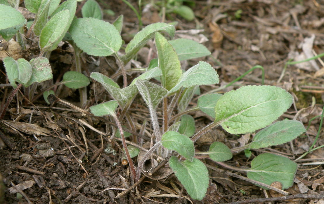 Изображение особи род Campanula.