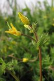 Hypecoum procumbens