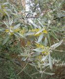 Elaeagnus angustifolia. Ветка цветущего растения. Израиль, г. Беэр-Шева, городское озеленение. 18.04.2013.