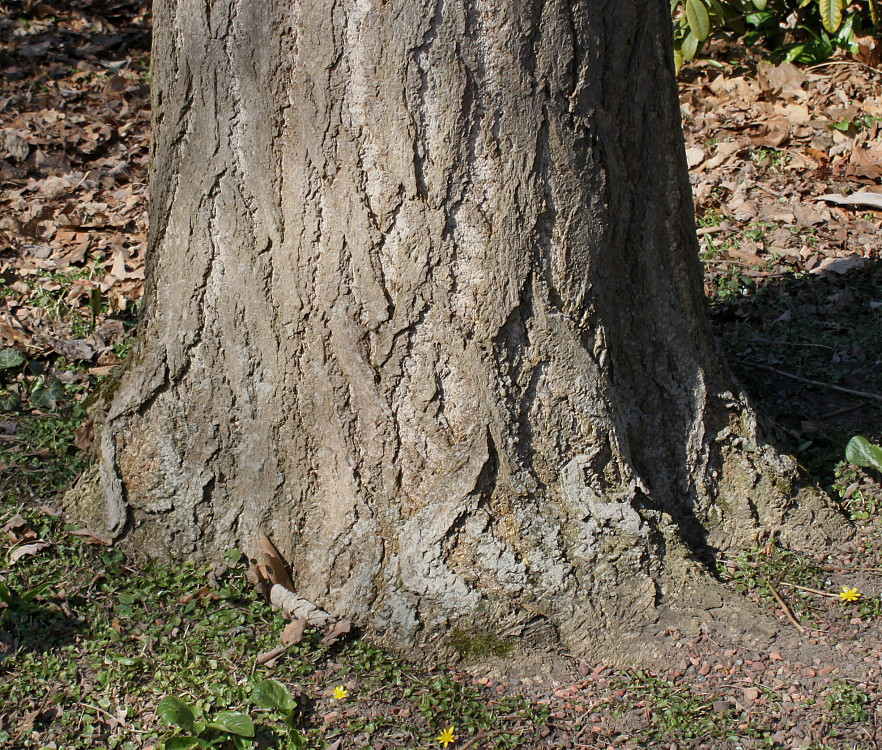 Image of Ginkgo biloba specimen.