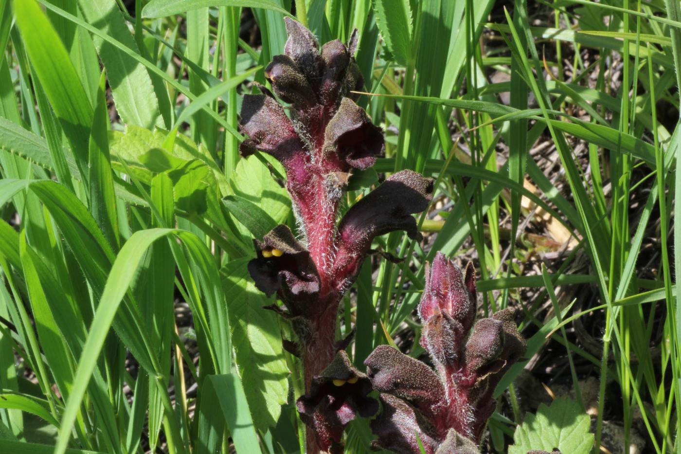 Image of Orobanche gamosepala specimen.