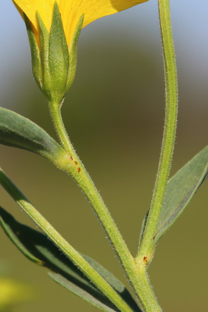 Image of Linum czernjajevii specimen.