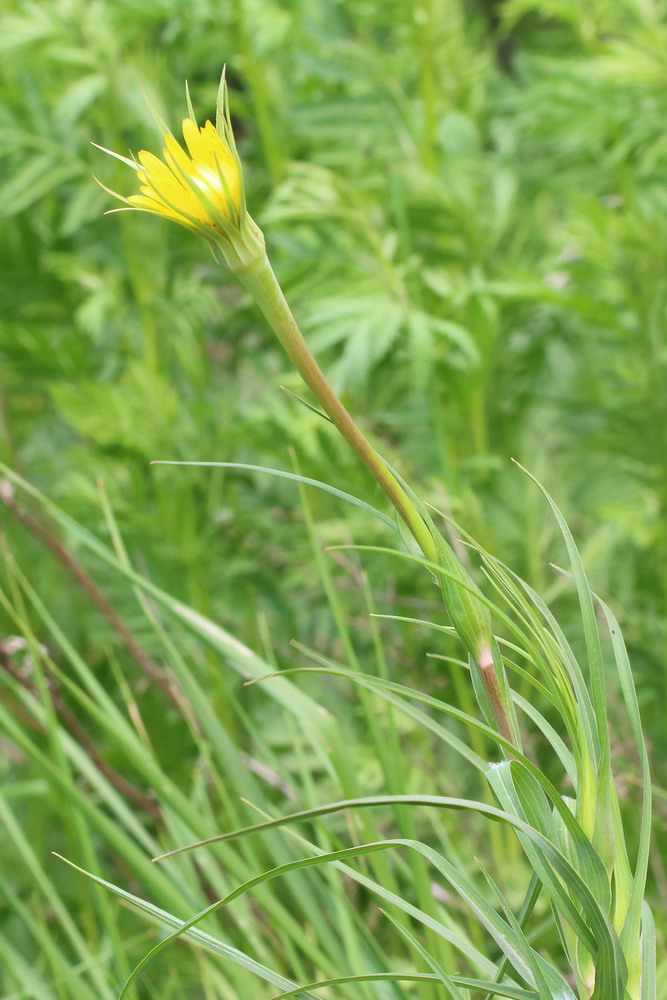 Image of Tragopogon dubius ssp. major specimen.