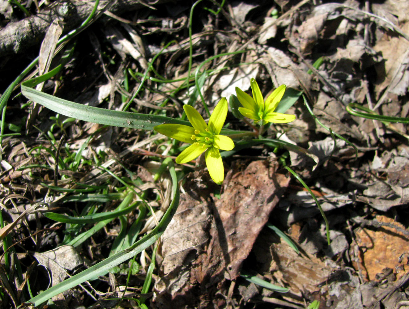 Image of genus Gagea specimen.