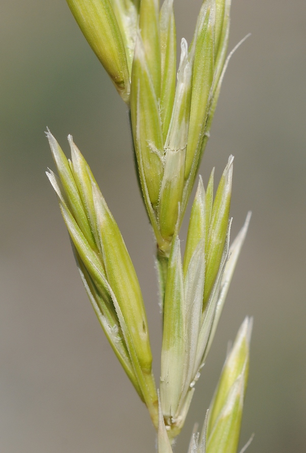 Image of Leymus karataviensis specimen.