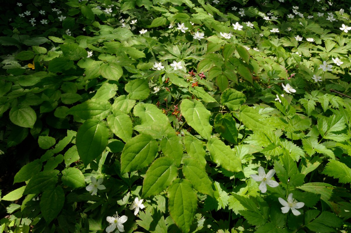 Изображение особи Epimedium alpinum.