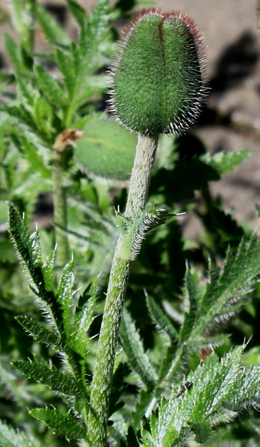 Image of Papaver orientale specimen.