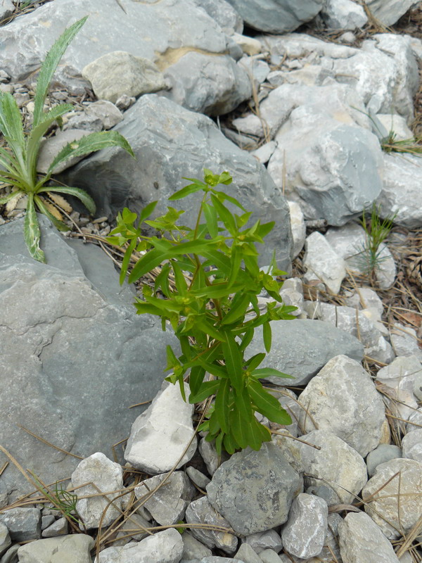 Изображение особи Euphorbia stricta.