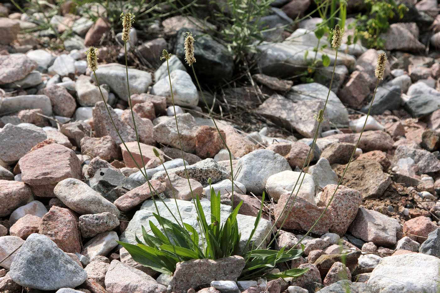 Изображение особи Plantago lanceolata.