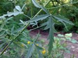 Althaea cannabina