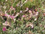 Hedysarum songoricum