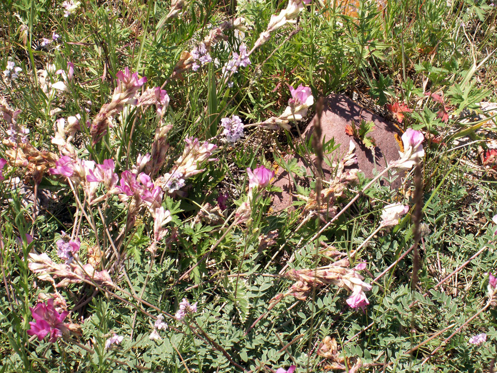 Image of Hedysarum songoricum specimen.