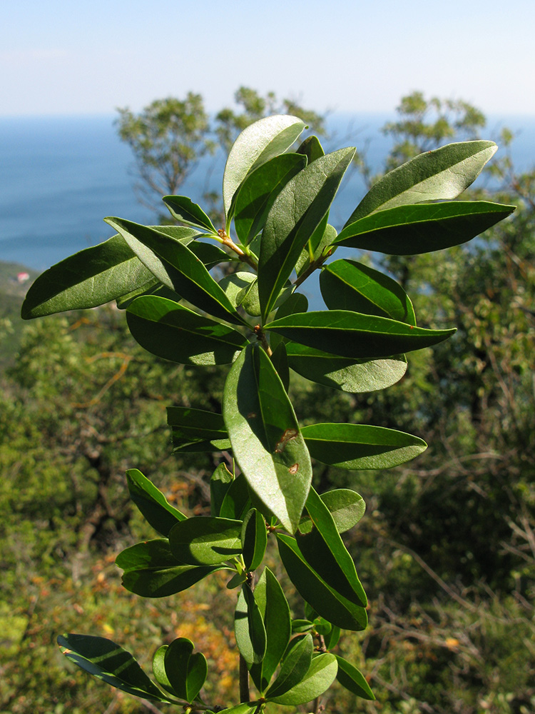 Изображение особи Ligustrum vulgare.