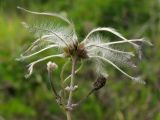 Clematis vitalba. Плод. Краснодарский край, окр. г. Геленджик, прибрежная гора, остепнённый луг. 31.07.2013.