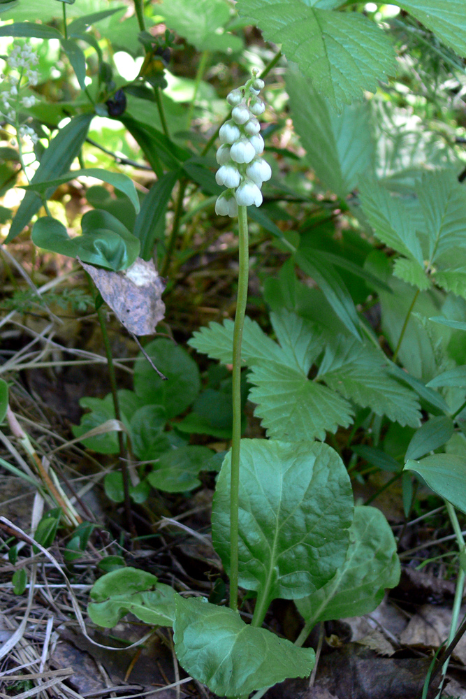 Изображение особи Pyrola minor.