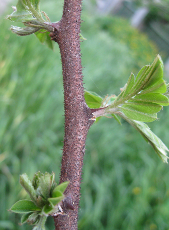 Image of Robinia neomexicana specimen.