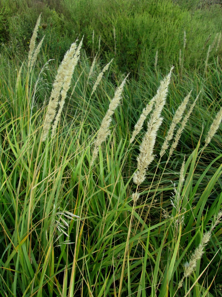 Изображение особи Calamagrostis glomerata.