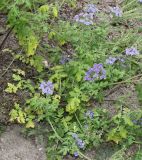 Phacelia congesta