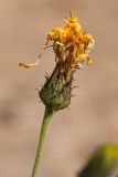 Hieracium umbellatum variety dunale. Верхушка побега с отцветшим соцветием. Финляндия, Северная Остроботния, окр. пос. Virpiniemi, приморский песчаный склон. 09.09.2013.