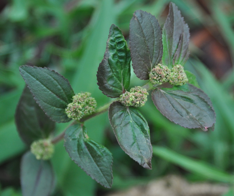 Image of Euphorbia hirta specimen.