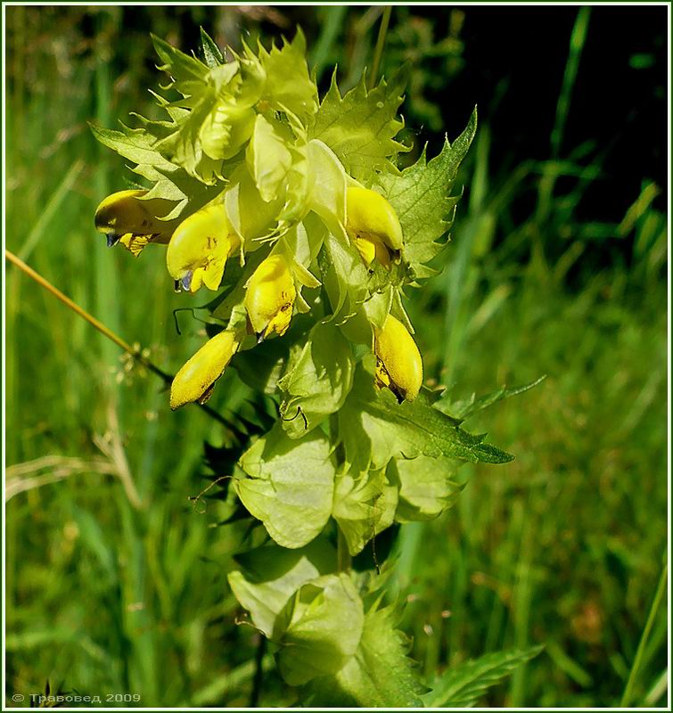 Изображение особи Rhinanthus aestivalis.